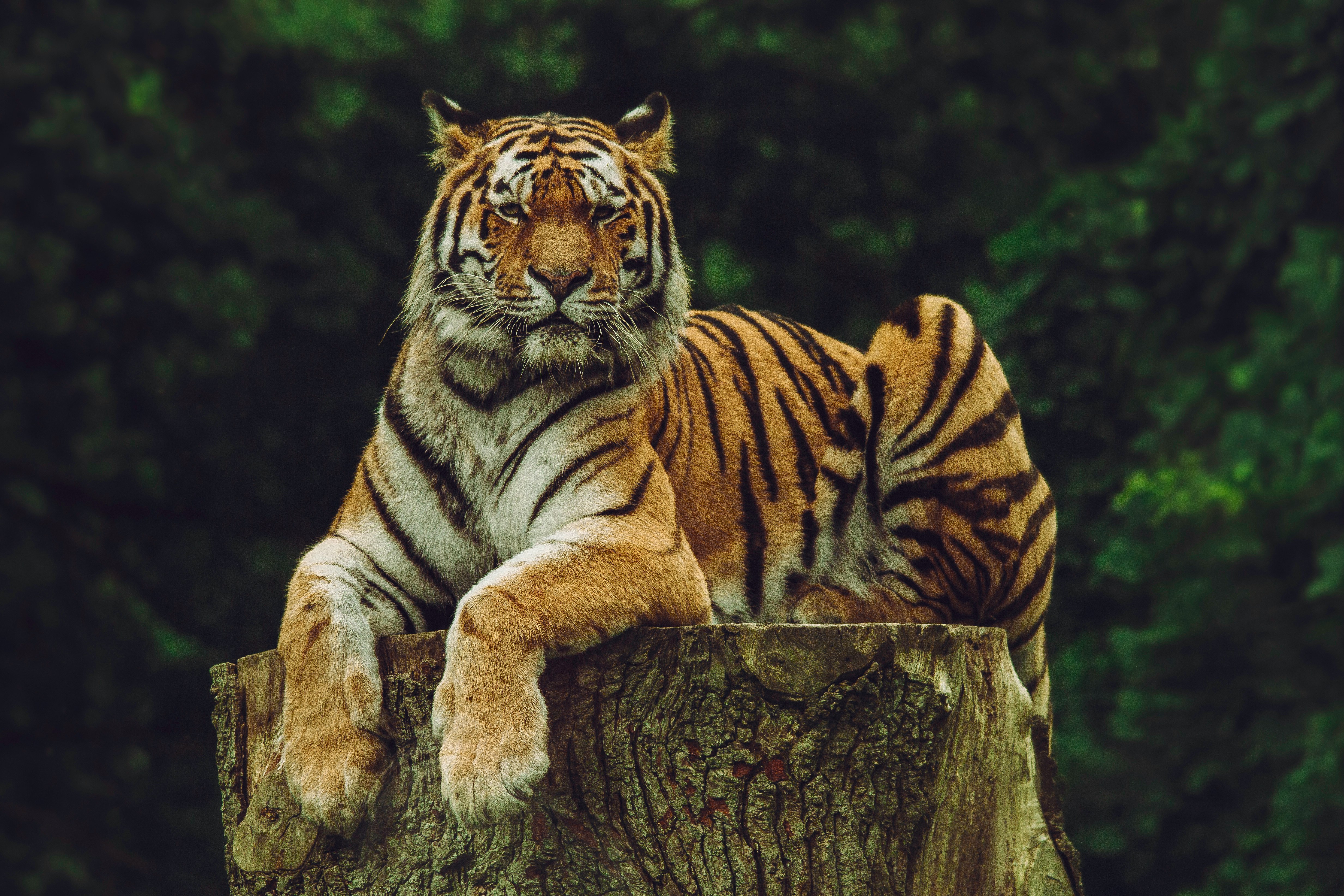Royal Bengal Tiger Trail