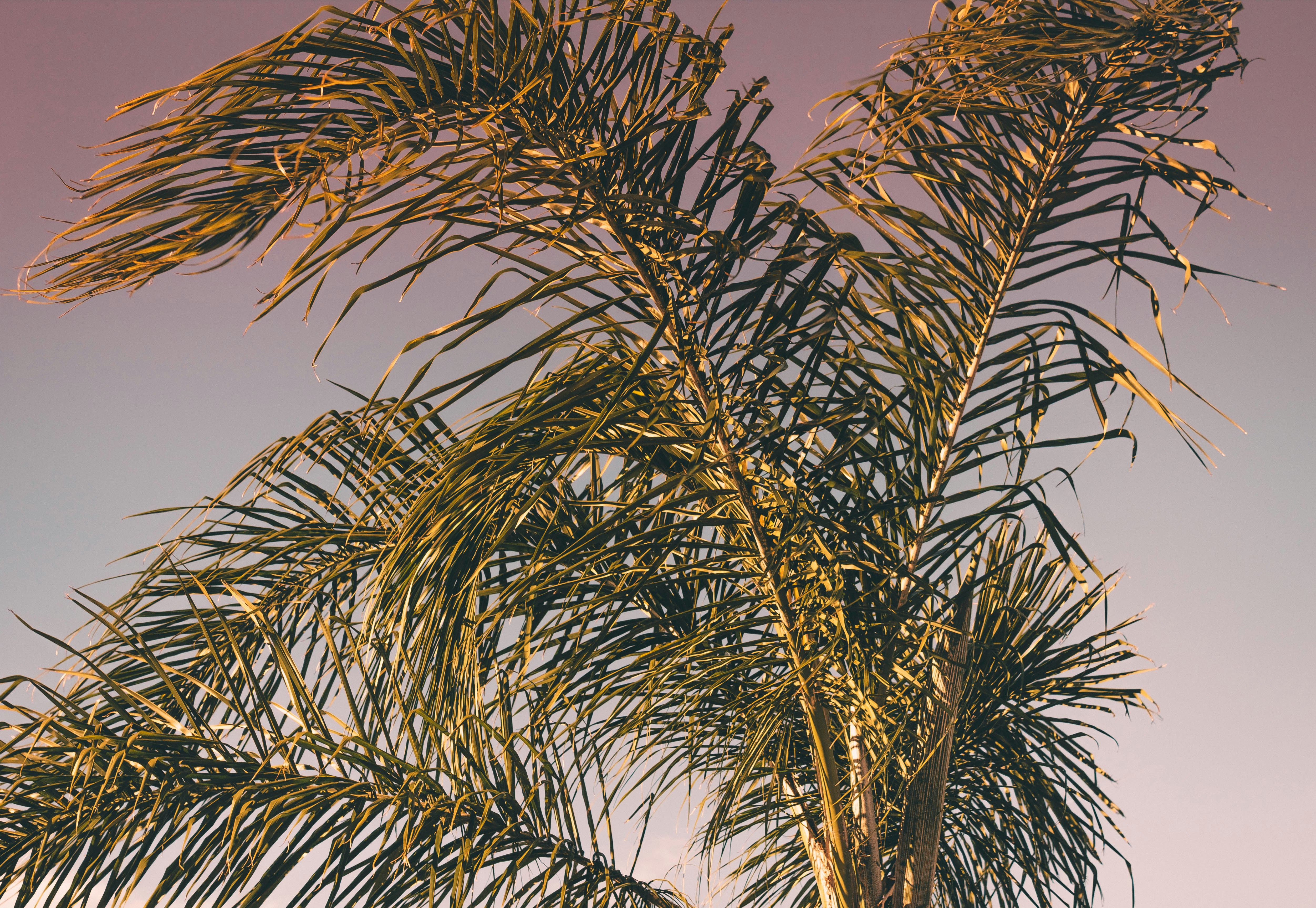 Sunset and Palm Trees
